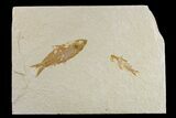 Pair of Fossil Fish (Knightia) - Green River Formation #165775-1
